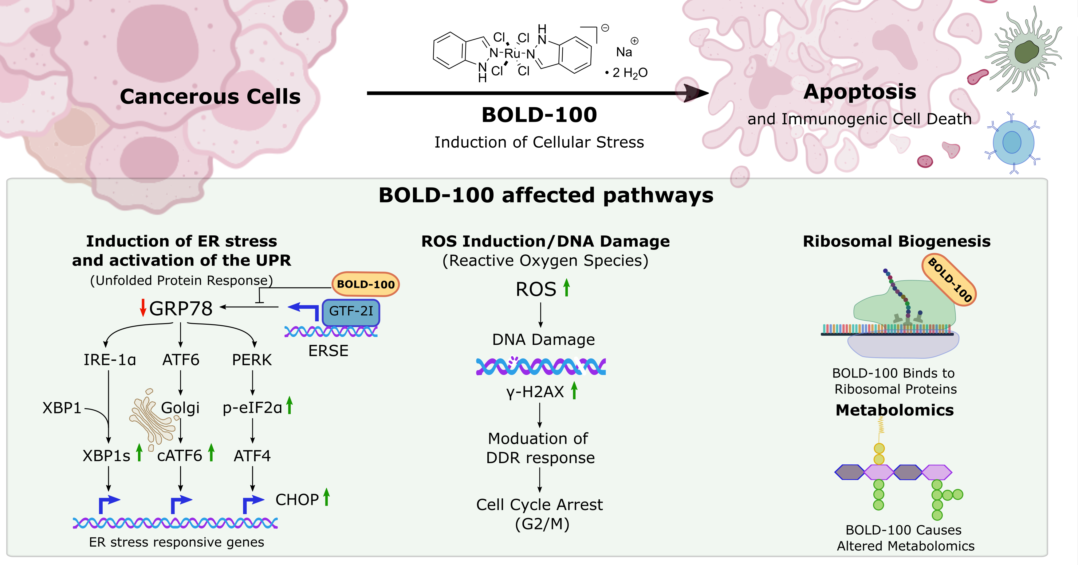 Mechanism of Action infographic